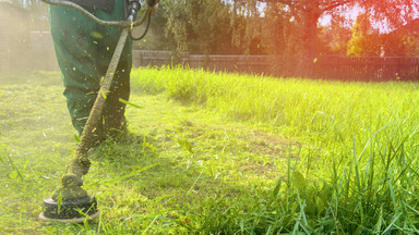 Czy koszenie trawy pomaga uniknąć kleszczy? Ekspert wyjaśnia