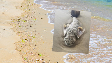 Niezwykłe stworzenie "przypominające gargulca" znalezione na plaży