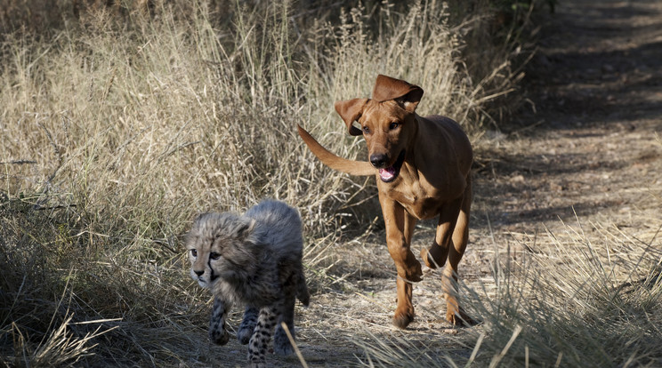 Senki nem gondolta volna, hogy éppen a kutyák segíthetnek a gepárdokon/Fotó: AFP