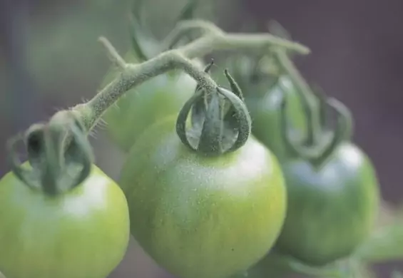 Sałatka z zielonych pomidorów na zimę