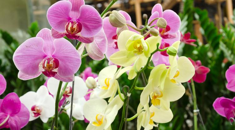 Ezekkel az élelmiszerek természetes tápként szolgálhatnak az orchidea számára Fotó: Getty Images