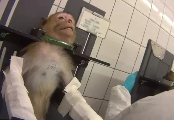To koniec cierpienia zwierząt. "Laboratorium śmierci" w Hamburgu zostanie zamknięte