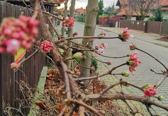 Święta w czasach ocieplenia klimatu. W Polsce zakwitły kaliny, żonkile i wiśnie