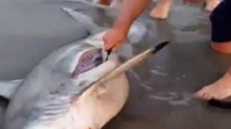 Császármetszést végzett a döglött cápán