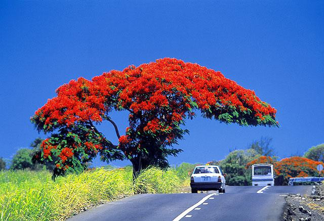 Galeria Mauritius - egzotyczna mieszanka, obrazek 21