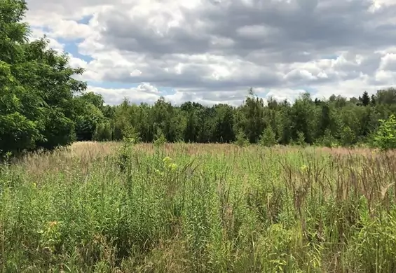 184 tys. drzew zamiast pola golfowego. Prezydent Poznania odpowiada na prośby mieszkańców