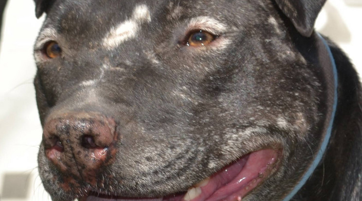Néró 8 éve menhelyi kutya / Fotó: Menhely az Állatokért Alapítvány