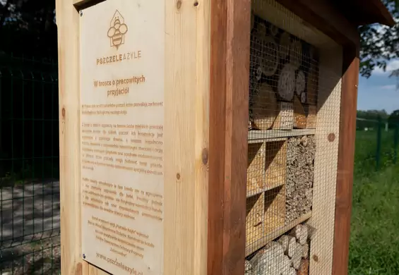 Soplica buduje „pszczele azyle". Hotele dla owadów pojawią się w Warszawie