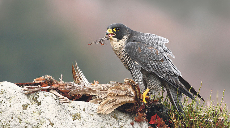 A vándorsólyom
kíméletlenül lecsap nagyobb madarakra is
/Fotó: Shutterstock