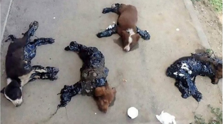 A szívtelen állatkínzók kátránnyal ragasztották a kutyakölyköket az aszfalthoz /Fotó: Facebook-Állatportál.hu