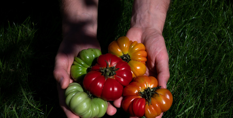 Pomidor bawole serce. Jak uprawiać, by zebrać dorodne owoce?