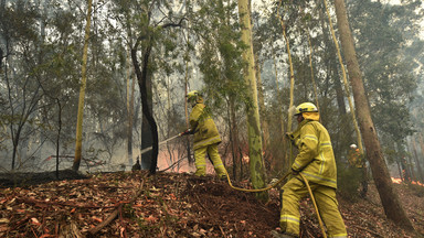 Ponad pół miliarda zwierząt zginęło w pożarach Australii. Pożary wyzwoliły tak wysokie temperatury, że powstał mikroklimat [ZDJĘCIA]
