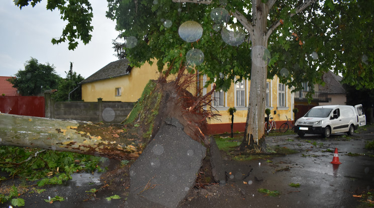 A termetes fa sem okozott akadályt az orkán erejű szélnek. Aszfaltostul csavarta ki a földből /Fotó: Hajdú-Bihar megyei tűzoltók 