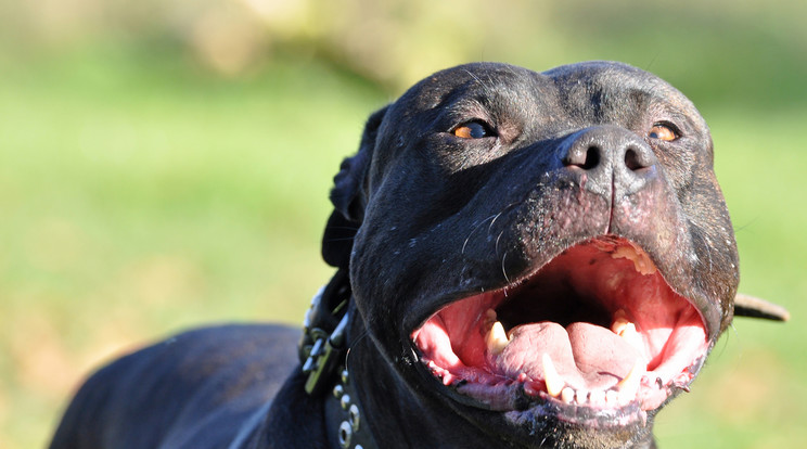 Nagytestű kutya támadt a férfira /Fotó: Northfoto - illusztráció
