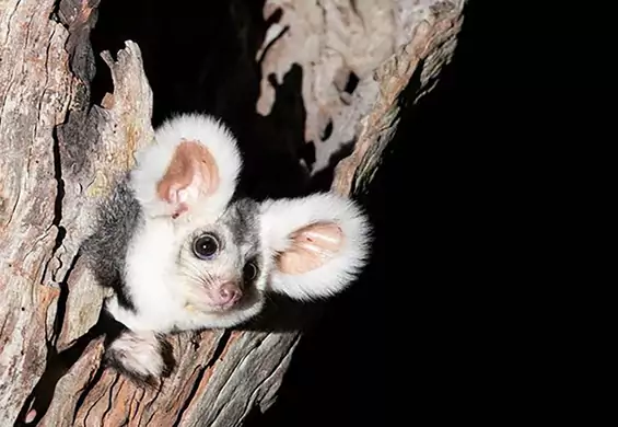 Gremliny rozrabiają w Australii? Naukowcy odkryli dwa nowe gatunki ssaka