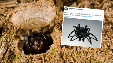 Odkryto nowy gatunek pająka. "Mała błyszcząca tarantula"