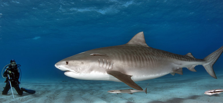 Naukowcy odkryli, dlaczego rekiny rzadko chorują