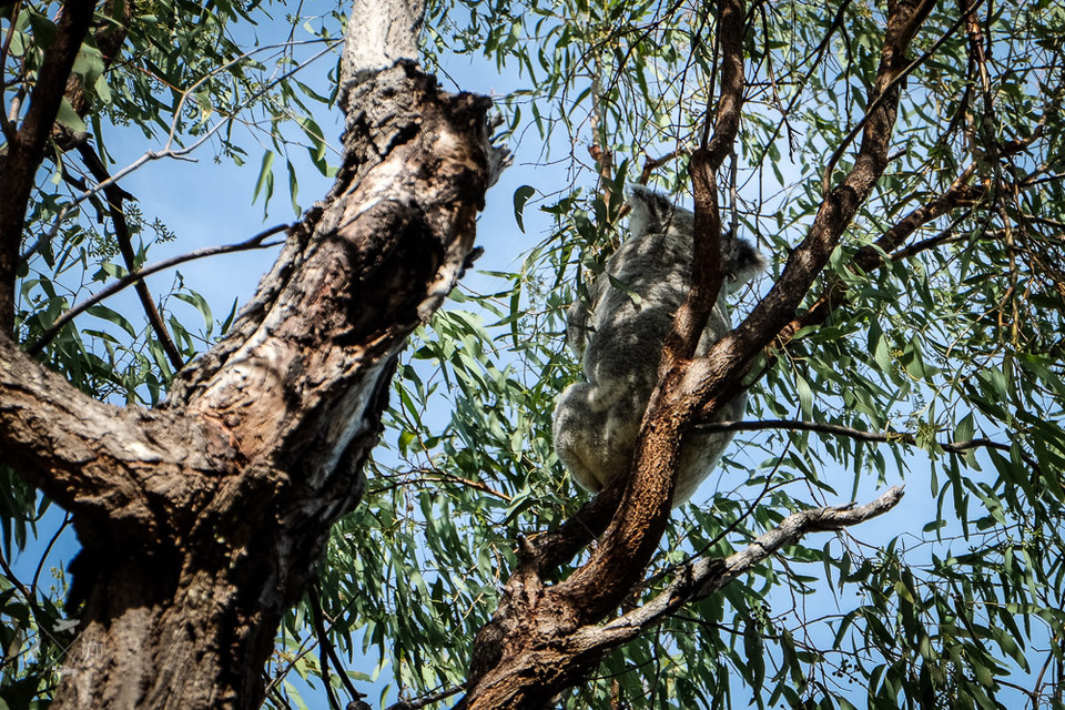 Koala na czubku drzewa na Magnetic Island