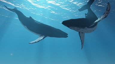 Argentyna: uratowano wieloryba, który ugrzązł na mieliźnie