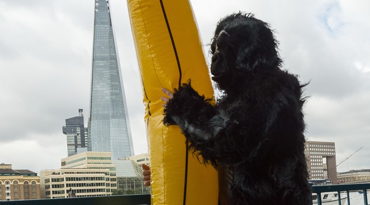 Minden évben megrendezik Londonban a Nagy Gorilla Futást /Fotó: AFP