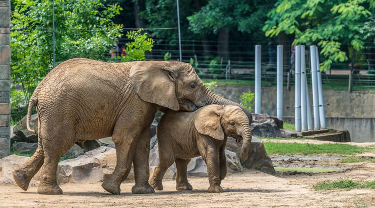 Az elefántok előszeretettel töltik egymás társaságában az időt