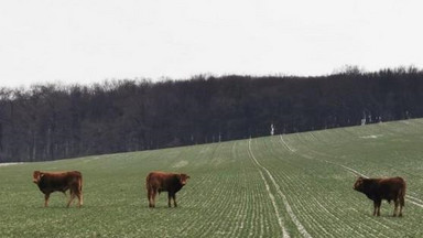 Krowy na gigancie. Trwają próby odłowienia zwierząt, które postanowiły zamieszkać w lesie