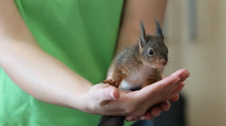 A gondozóknak hála a két árva mókus megerősödve vághat neki a „vadonnak” / Fotó: Veszprémi Állatkert