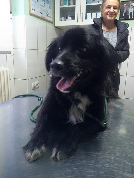 Posle posete veterinaru, Skipi otputovao u novi dom na beogradskom Vračaru
