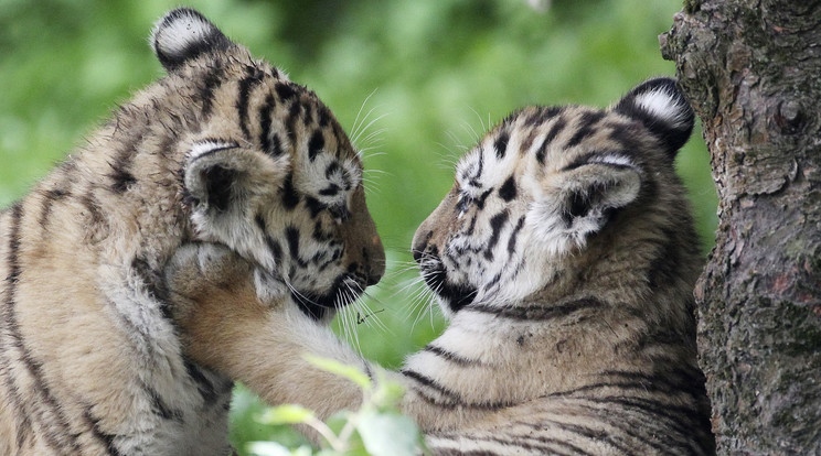 Akina és Lenya, a tigriskölykök /Fotó: AFP