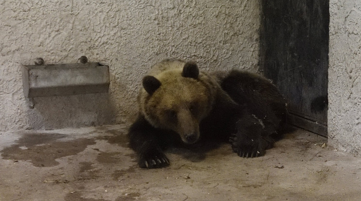  Robi medve a vadasparkban várja a döntést a sorsáról /Fotó: MTI-Kelemen Zoltán Gergely
