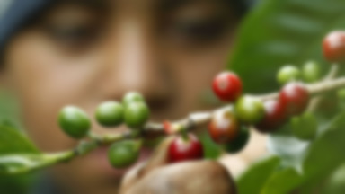 Kostaryka - kłopoty plantatorów kawy