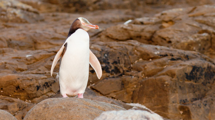 Sárgaszemű pingvin / Fotó: Northfoto