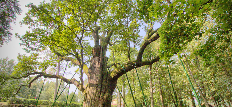 Czy dąb Bartek jest najstarszym drzewem w Polsce? [INFOGRAFIKA]