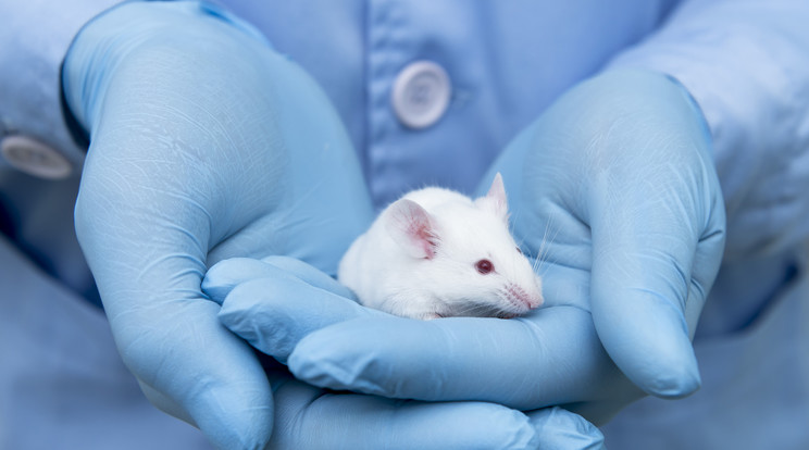 A laborban már sikerrel kísérleteztek az egerek vérével / Illusztráció: Shutterstock