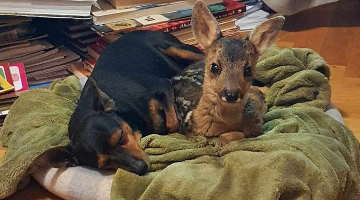 Bambino és Zsebi kutya állandó hálótársak voltak, míg az őzikét el nem kezdte hívni a vadon / Fotó: Magyar Péter