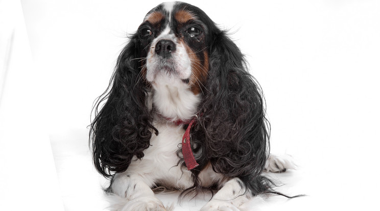 Egy King Charles spaniel pusztult el a repülő rakterében /Illusztráció: Northfoto