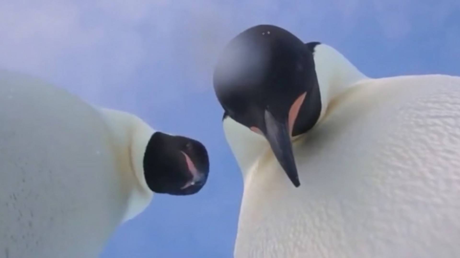 Dva pingvina su upravo napravila najbolji selfi na svetu