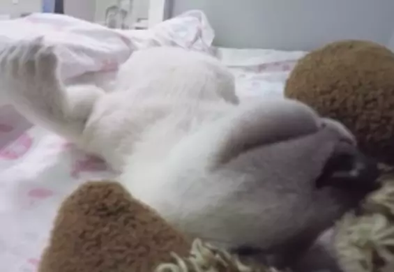 Mały miś polarny śpi z maskotką. Ten zwierzak rozczuli każdego