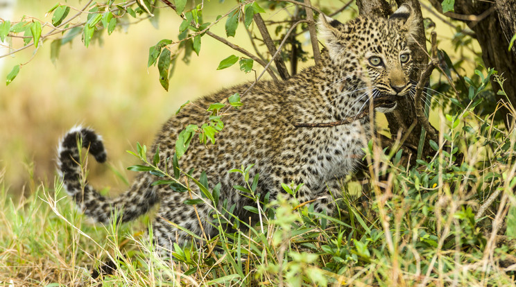 Egy magányos leopárdkölyöknek nem sok esélye lenne a túlélésre/Illusztráció: AFP