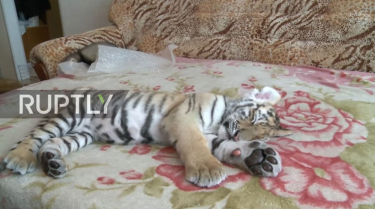 A tigris legjobb barátja egy görény lett / Fotó: YouTube