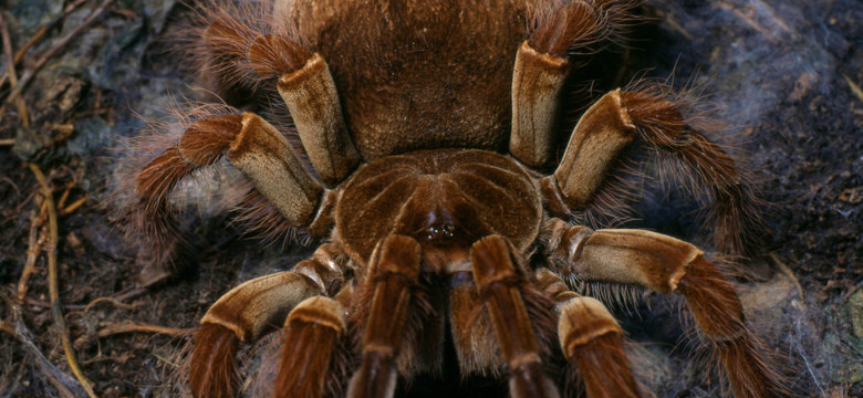 Największy koszmar: gigantyczny pająk z Kongo