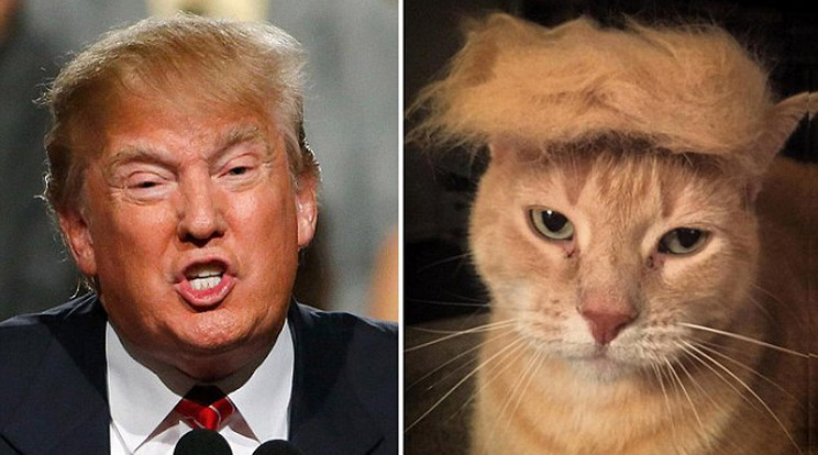 A cica kedves állat, vajon Trump is kedves?