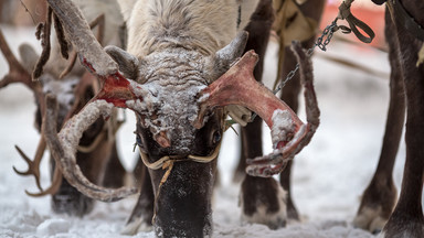 W tym roku na Syberii urodziło się najmniej reniferów od 40 lat. Naukowcy biją na alarm