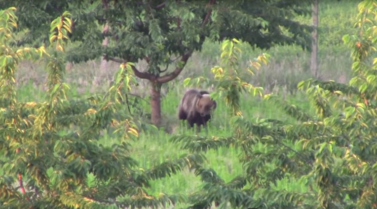 Nemzeti park állja a maci cechjét