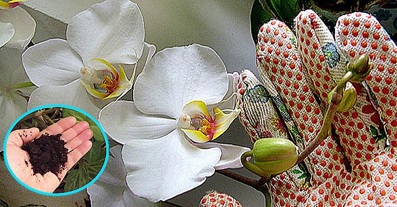 orchidea Fotó: RAS