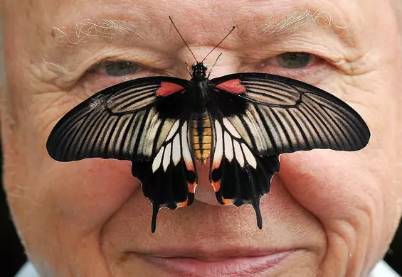 Głos, który pokazał nam świat przyrody - wszystko, za co kochamy sir Davida Attenborough