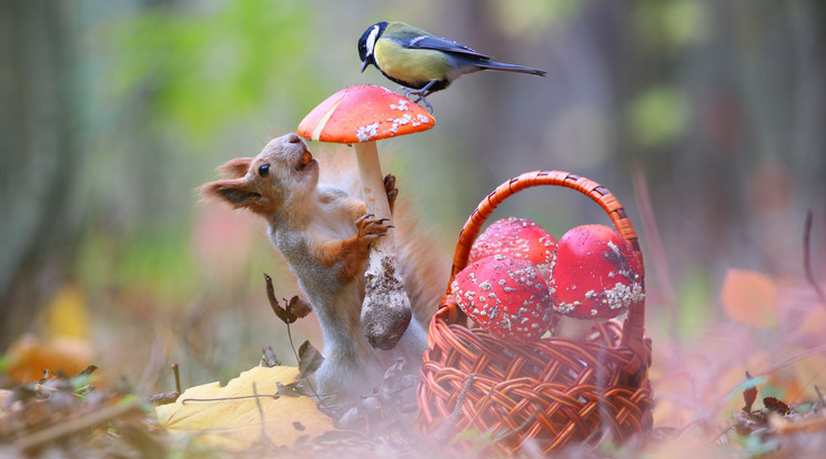 Madár és mókus barátsága/ Fotó: Northfoto