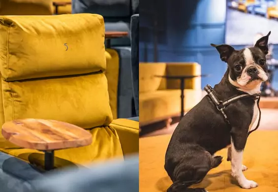 Seanse dla psów, aksamitne kanapy i 14-metrowy bar. Odwiedziliśmy nowo otwarte kino w Warszawie