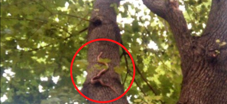 Po drzewie w centrum Krakowa pełzał wąż. "Ma półtora metra długości"