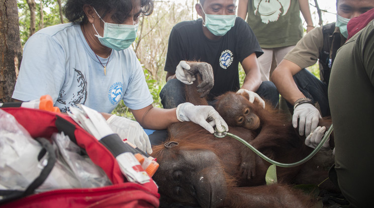 tk3s_h_bm_starving_orangutan_02488601